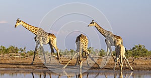 A tower of giraffe in the Okavango Delta in Botswana, Africa