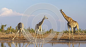 A tower of giraffe in the Okavango Delta in Botswana, Africa