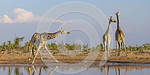 A tower of giraffe in the Okavango Delta in Botswana, Africa