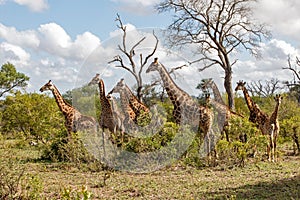 Tower of giraffe in South Africa