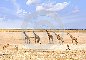 Bright, dry open plains with a journey of giraffe photo