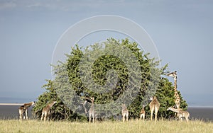 Tower of giraffe surrounding a big bushy tree eating in Masai Mara in Kenya