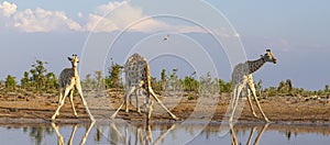 A tower of giraffe at a waterhole in the Okavango Delta in Botswana, Africa