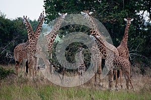 A Tower of Giraffes