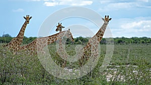 A tower of giraffes