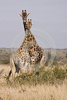 A Tower Of Giraffes