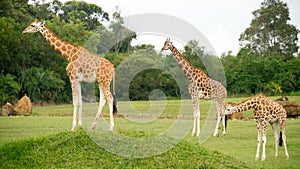 A tower of giraffes