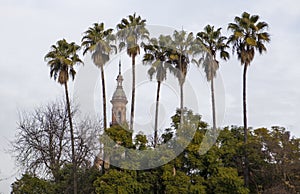 Tower between hight palm trees at Plaza de Espana, Seville
