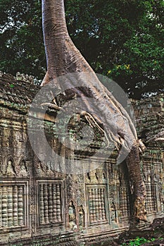 Tower, huge trees and galleries in Preah Khan Temple