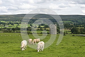 Tower in Ireland with cows