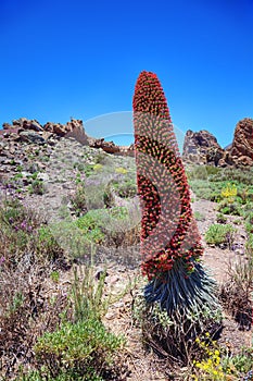 Tower of jewels (Echium wildpretii), Canaries.