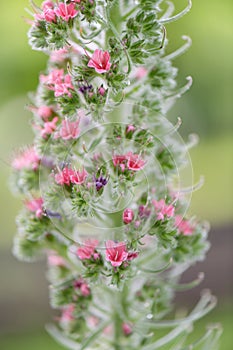 Tower of jewels, Echium wildpretii, close-up inflorescence photo