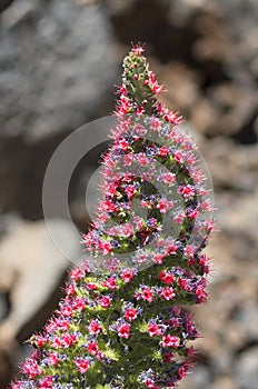 Tower of jewels (Echium wildpretii), symbol flower of the island photo