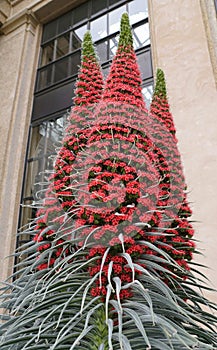 Tower of Jewels plant with small red flowers, also known with scientific name Echium Wildpretii photo