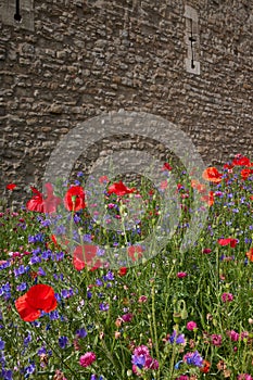 TOWER OF LONDON, LONDON - JULY 2,2022: Superbloom, Tower of London. The Tower`s moat has been turned into a wild meadow with 20