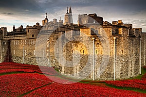 La Torre da londra papavero Schermo1 