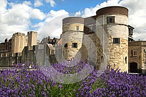 Tower of London with purple flowers