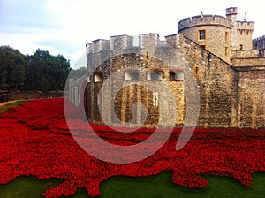 The Tower of London surrounded by Armistice poppies