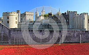 Tower of London Towering over Rememberance Poppies