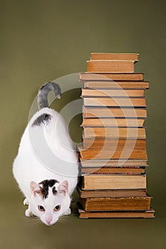 A tower of old books and a cat on an olive green background