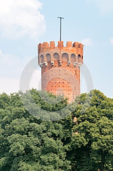 Tower over trees. Tower of Teutonic Castle, partial ruin located in Swiecie in Poland photo