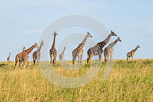 A tower Rothschild`s giraffe  Giraffa camelopardalis rothschildi in a beautiful light, Murchison Falls National Park, Uganda.