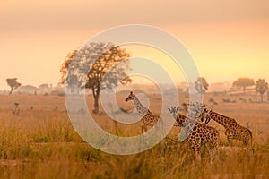 A tower Rothschild`s giraffe  Giraffa camelopardalis rothschildi in a beautiful light at sunrise, Murchison Falls National Park,