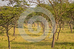 A tower Rothschild`s giraffe  Giraffa camelopardalis rothschildi standing between trees, Lake Mburo National Park, Uganda.