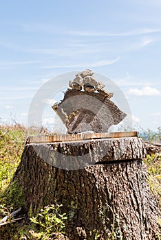 Stones on a tree stump - nature experience photo