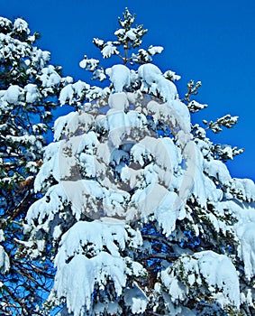 Tower of Snow