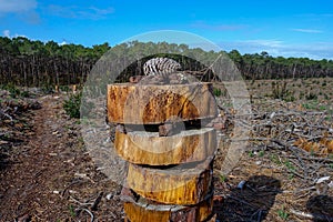 Tower of Wood on Clearcut area in the forest with pine trees cut down as a form of deforestation contributing to climate change..