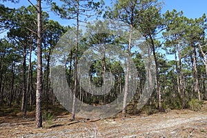 Tower of Wood on Clearcut area in the forest with pine trees cut down as a form of deforestation contributing to climate change.