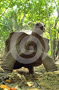 A towering Aldabra giant tortoise