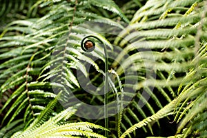 Towering Amidst a Fern Forest, a Young Fern Plant Stands Tall