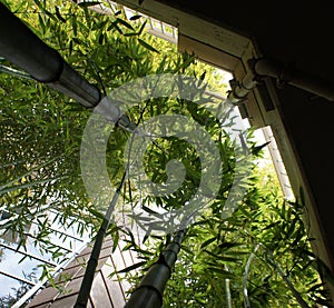 Towering Bamboo Between Two Office Buildings