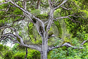 Towering Branches of Hybrid Live Oak Tree