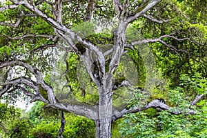 Towering Branches of Hybrid Live Oak Tree photo