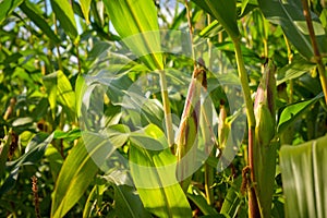 Towering Corn Cobs in October Light: Agricultural Harvest Still Unripe