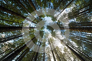 Towering Fir Trees in Oregon Forest State Park