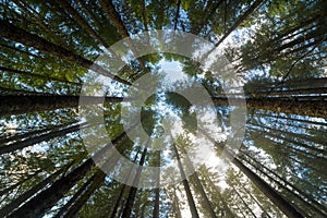 Towering Fir Trees in Oregon Forest State Park photo