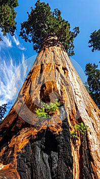 Towering Giant Sequoia Tree Against a Blue Sky