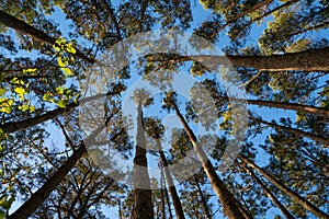 Towering high overhead plantation pine trees converge skyward