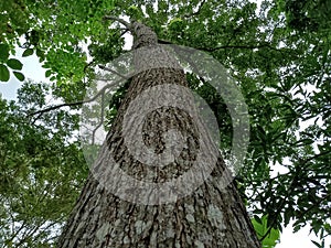 The towering mahogany trees are decades old