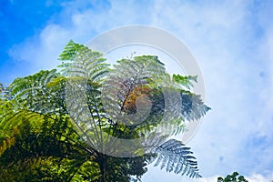 Towering monkey fern tree