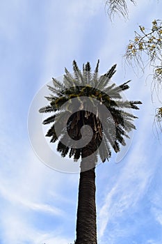 Towering Palm Tree Against a Bright Blue Sky