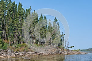 Towering Pines Toppling Into the Water photo