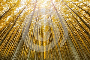 Towering Poplar Trees in Boardman Oregon Tree Farm USA