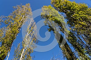 Towering poplar trees changing leaves converging against blue sky