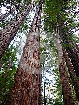 Towering Redwood Grove in Garland Ranch Regional Park