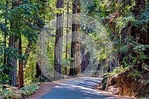 Big Basin Redwoods State Park photo